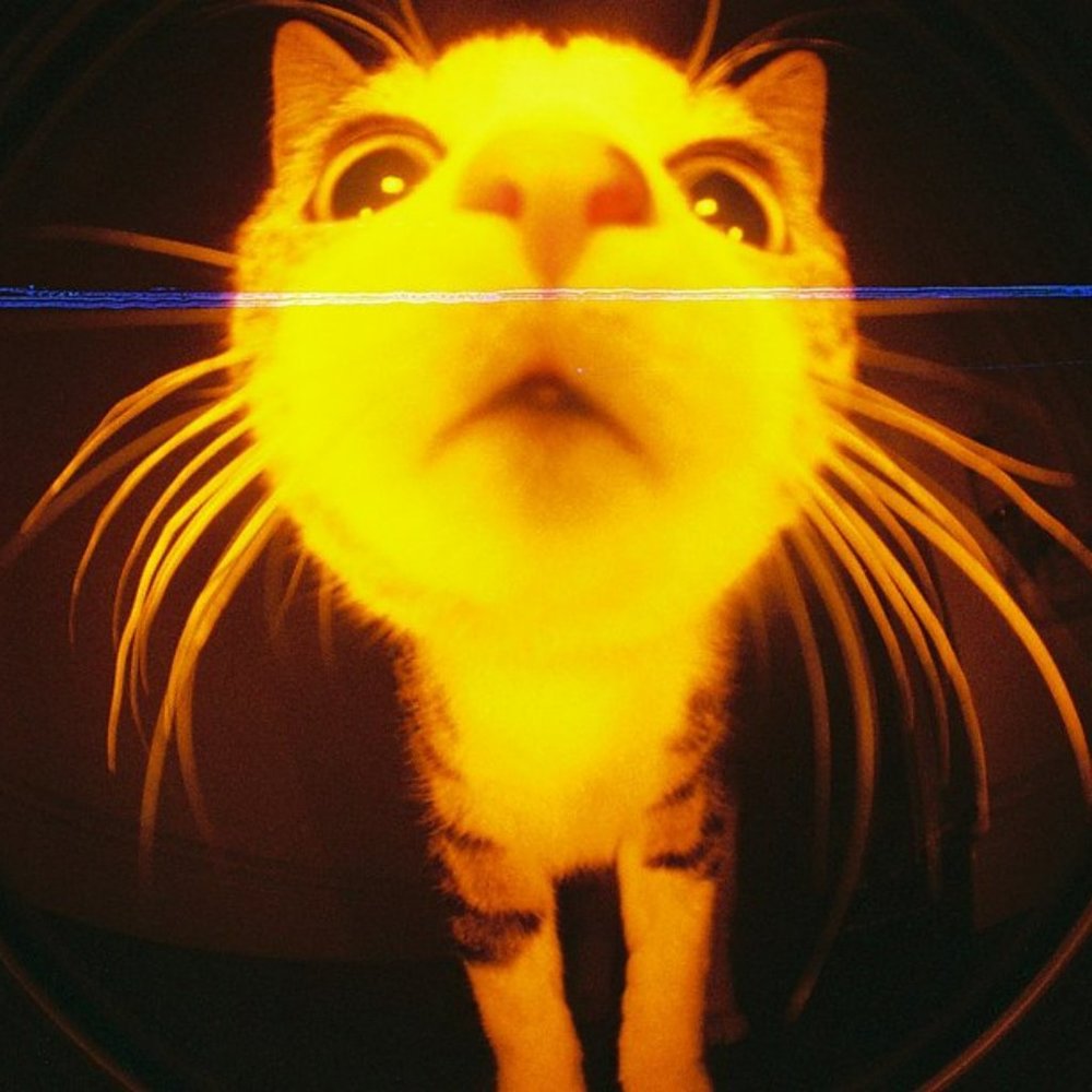 Meet your Posher, Tafuca